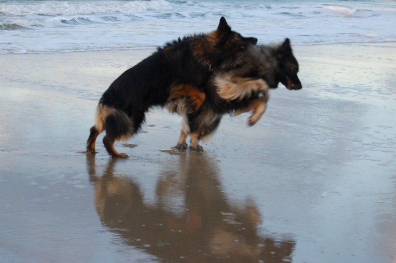 Xerus en Zaza op Vlieland (4).jpg